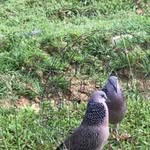 Hùng Tiêu - @tranvanhung8549 - Instagram