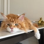 Hungyim Tseung - @hungyimtseung - Instagram