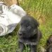 German Shepard Puppies For Sale Hunter Valley - Facebook