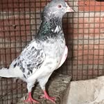Arman Hunter Ansari - @raebareli_pigeon - Instagram