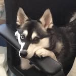 Hunter Bean - @hunterbeanthedoge - Instagram