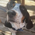 Hunter Bean - @hunterbean.basset - Instagram