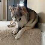 Hunter Bean - @hunter.shiba - Instagram