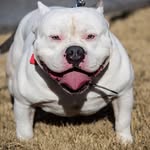 Hunter Bledsoe - @minibull_farm - Instagram