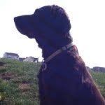 Hunter🐶 - @hunter_boykin - Instagram