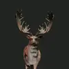 huntercallofthewild - @hunter_callof_thewild - TikTok