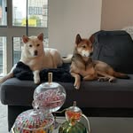 Hunter 🐾& Casper🐕 take on NYC 🍎 - @hunter_casper_nyc - Instagram