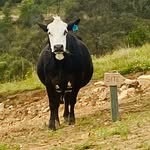 Champagne Hill - @champagne_hill_huntervalley - Instagram