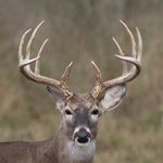 bubba - @hunter_.charette - Instagram