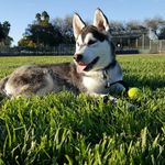 Hunter Duran - @hunter_thehusky_duran - Instagram