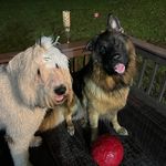 Hunter and Farley - @hunterandfarley - Instagram