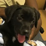 Hunter Farris - @hunterthelabmix - Instagram