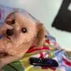 Hunter - @hunterdoglover1 - TikTok