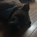 Hunter hammock - @harley_doo_h - Instagram