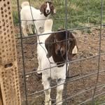 Hunter heenan - @heenanfarmffa34 - Instagram