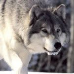 Hunter Holcomb - @wolfhunter54 - Instagram