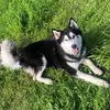 Hunter 🐾 - @hunterthe.huskey - TikTok