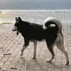 Hunter - @hunterthehuskey - TikTok