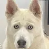 Hunter the huskey🐶 - @hunter_matul - TikTok