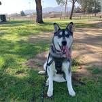 Hunter Viramontes Beltran - @hunter_huskey.k9 - Instagram