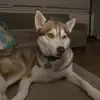 HunterDaHowlingHuskey - @hunterdahowlinghusky - TikTok