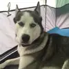 joaniewilson - @hunterthehuskey2 - TikTok