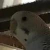 Bird person - @hunterjameson1682 - TikTok