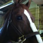 Brooke Klingman - @hunterjumper_999 - Instagram