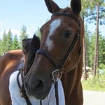 Crown hunter/jumper - @crown.hunterjumper - Instagram