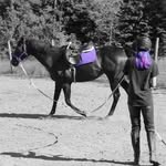 Hannah Glair+Lite 'Em Up Rose - @hunterjumper_ottb - Instagram