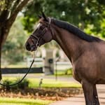 Hunter Jumper Tack Exchange - @hunterjumpertackexchange - Instagram