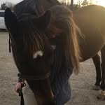 Hunter/jumper - @bri_equinee - Instagram