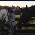 Robino And Makdaddy - @hunter.jumper.horses - Instagram