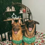 Hunter| Kane🐕💙| GSD | Malinois - @hunternkanethegsd - Instagram