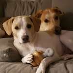 Hunter and Kelso - @the.crazy.bois - Instagram