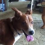 Hunter Kenney - @hunter_iamdog - Instagram