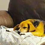 Hunter Kramer-Liparoti - @hunter_thebeaglepup - Instagram