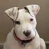 Hunter_Kush - @mr.hunter_2r - TikTok