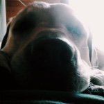 hunter lacey - @hunter.the.lab - Instagram