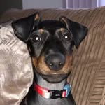 Hunter the Manchester Terrier - @leake.hunter - Instagram