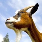 Hunter Ledbetter - @mr_billy_goat - Instagram