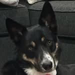 Hunter Lemke - @hunterlemkepup - Instagram