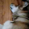 hunteralevy - @hunteralevy - TikTok