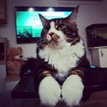 Hunter - @hunter_main_cat - Instagram