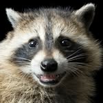 Hunter McClure - @fallenraccoon - Instagram