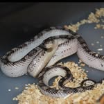 Hunter rice - @rices_reptiles1 - Instagram