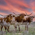 Hunter Rollins - @texasboi810 - Instagram