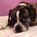 Hunter - @ruff_hunter_ruff - Instagram