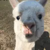 hunterthegill - @hunterthegill - TikTok
