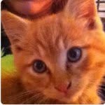Hunter Tompkins - @hunter_the_kitten - Instagram